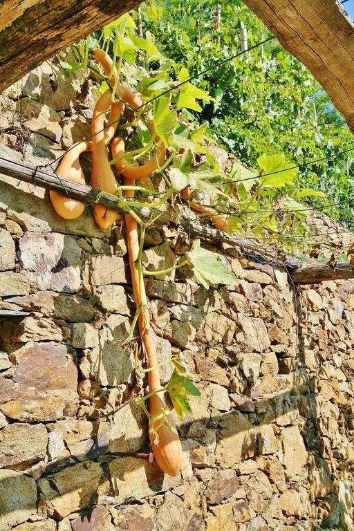 Agriturismo Costamagna Нолі Екстер'єр фото